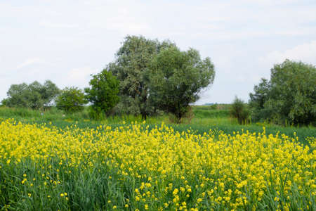 Field of rape near the road. A tree near the road. Rapeseed field. Yellow rape flowers, field landscape. Blue sky and rape on the fieldの写真素材