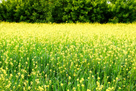 Rapeseed field. Yellow rape flowers, field landscape.