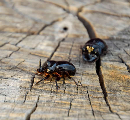 A rhinoceros beetle on a cut of a tree stump. A pair of rhinoceros beetles.