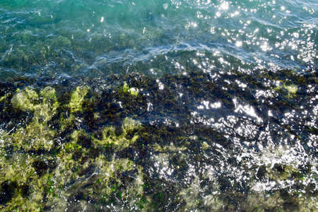 Seaweed on the beach. Sea waves wash algae on rocks