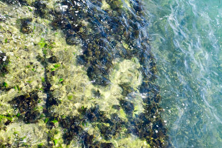 Seaweed on the beach. Sea waves wash algae on rocksの写真素材