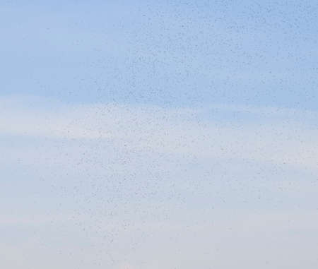 A swarm of ants in the air. Season of reproduction in ants. Winged antsの写真素材