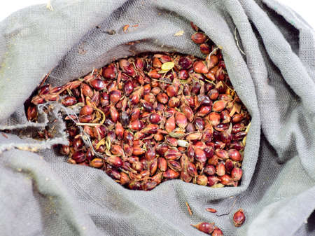 Sorghum seeds in a bag. Red seeds of a broom. Sorghum stern. A bag of sorghum seeds. sorghum seeds...