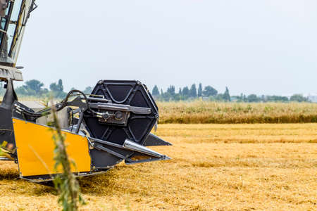 Harvesting wheat with a combine harvester. Field of ripe wheat. Agricultural machinery.
