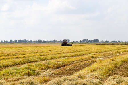 Rice harvesting by the combine. Autumn harvesting on fields.