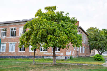 The cigar tree Catalpa bignonioides in the parks tree.の写真素材