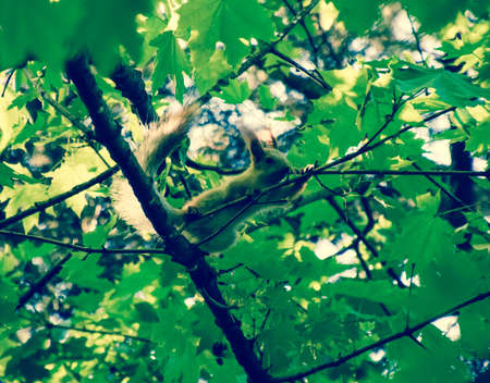 A squirrel on the branches of a maple. The squirrel is a forest rodent.の写真素材