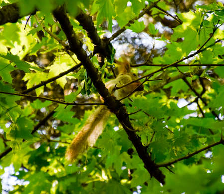 A squirrel on the branches of a maple. The squirrel is a forest rodent.の写真素材