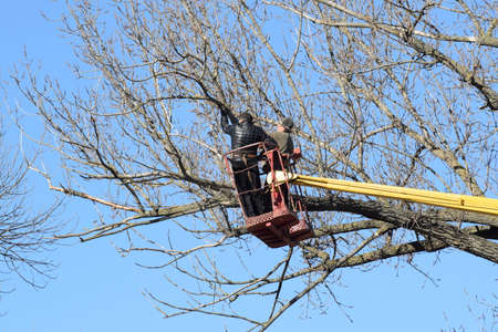 Pruning trees using a lift-arm. Chainsaw Cutting unnecessary branches of the tree. Putting in order of parks and gardens.の写真素材