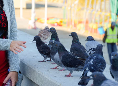 Pigeons on concrete rails. The girl next to the pigeons.