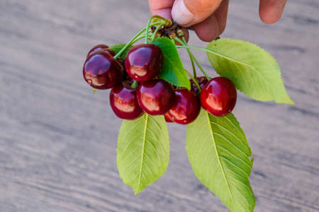 Berries of a sweet cherry in a hand on a branch with leaves. Ripe red sweet cherry.