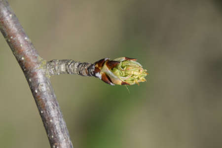 Blossoming buds of pear tree. Dissolve kidney pears. Spring in the garden.