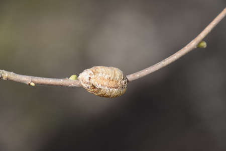Ootheca mantis on the branches of a tree. The eggs of the insect laid in the cocoon for the winter are laid. Ooteca on a branch of hazelnut.の写真素材