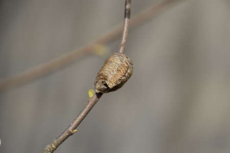 Ootheca mantis on the branches of a tree. The eggs of the insect laid in the cocoon for the winter are laid. Ooteca on a branch of hazelnut.の写真素材