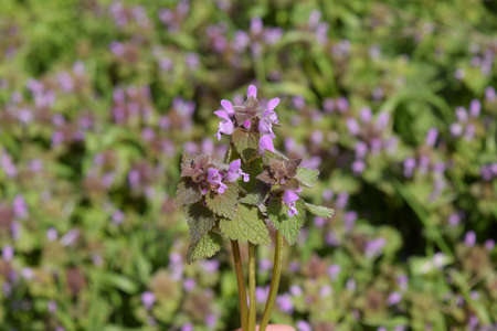 Lamium purpureum blooming in the garden. Medicinal plants.