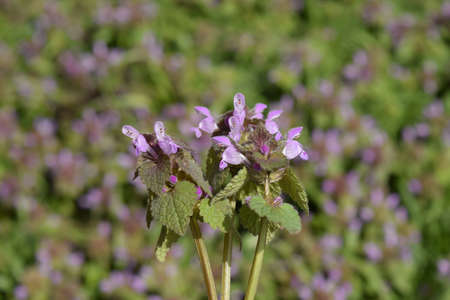 Lamium purpureum blooming in the garden. Medicinal plants.