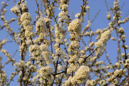 Prunus avium Flowering cherry. Cherry flowers on a tree branch.