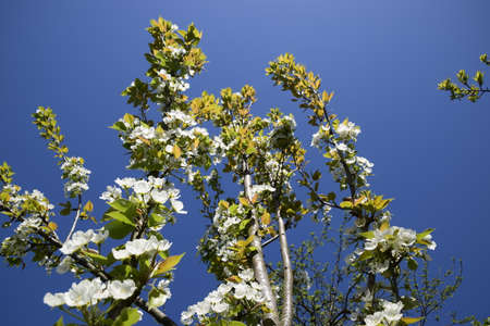 Blooming wild pear in the garden. Spring flowering trees. Pollination of flowers of pear.