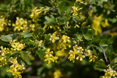 Flowering currant bush gold. Spring flowering garden berries.の写真素材