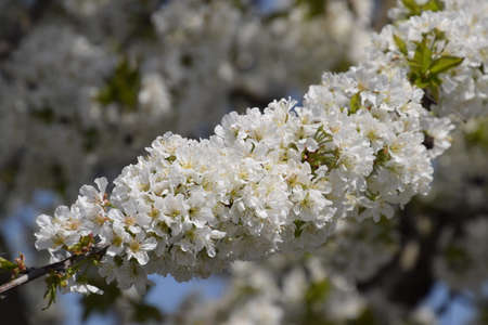 Prunus avium Flowering cherry. Cherry flowers on a tree branch.