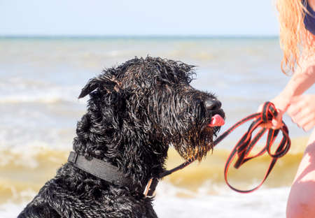 A black curly dog on a leash licks.の写真素材