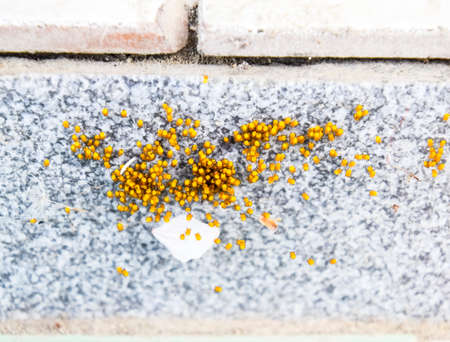 Young spiders, hatched from eggs in the nest. Colony of newborn spiders.の写真素材