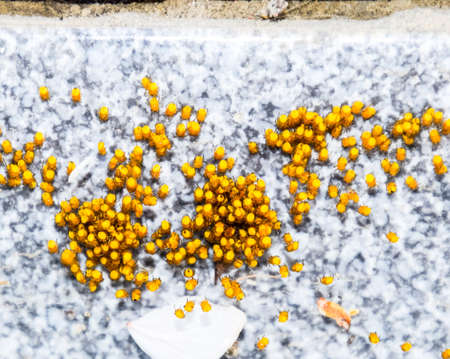 Young spiders, hatched from eggs in the nest. Colony of newborn spiders.