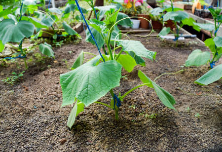 Seedlings cucumbers. The cultivation of cucumbers in greenhouses. Seedlings in the greenhouse....