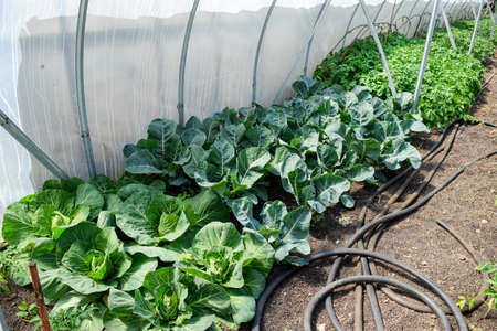 Seedlings of cabbage. Cultivation of cabbage in a greenhouse. Seedlings in the greenhouse. Growing of vegetables in greenhousesの写真素材