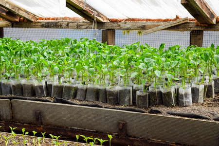 Seedlings of pepper. Pepper in greenhouse cultivation. Seedlings in the greenhouse. Growing of vegetables in greenhousesの写真素材