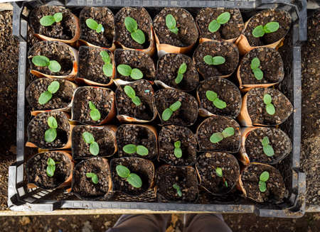 Shoots of cucumbers. Dicotyledonous leaves. Seedlings cucumbers. The cultivation of cucumbers in greenhouses. Seedlings in the greenhouse. Growing of vegetables in greenhousesの写真素材