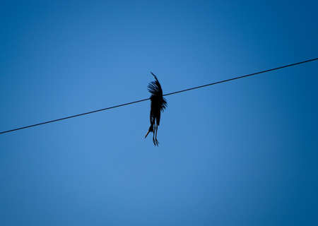 Dead bird on the wire. An electric bird killed by an electric current