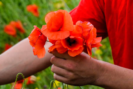 Tearing the poppies for a bouquet. Poppy flowers in the clearing. Blooming red wild poppy. Red poppy flowers.の写真素材