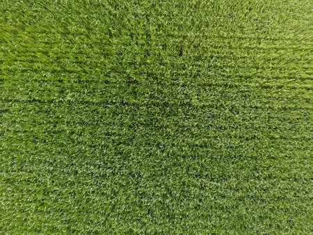 The wheat field is green. Young wheat on the field. View from above. Textural background of green wheat. Green grassの写真素材