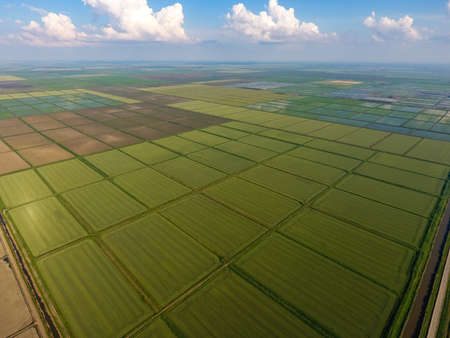 The rice fields are flooded with water. Flooded rice paddies. Agronomic methods of growing rice in...