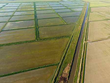 The rice fields are flooded with water. Flooded rice paddies. Agronomic methods of growing rice in...