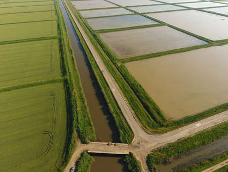 The rice fields are flooded with water. Flooded rice paddies. Agronomic methods of growing rice in...