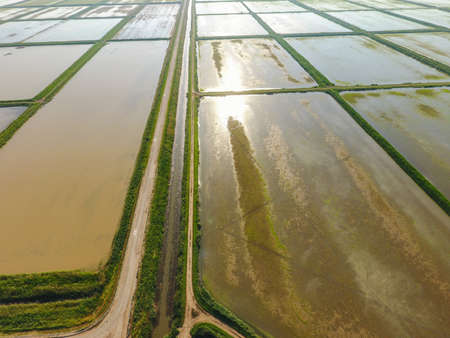 The rice fields are flooded with water. Flooded rice paddies. Agronomic methods of growing rice in the fields. Flooding the fields with water in which rice sown. View from above.の写真素材