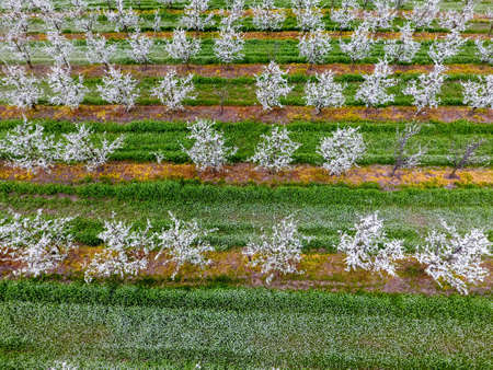 Blossoming young plum garden, top view. Span of the drone over the plum blooming garden