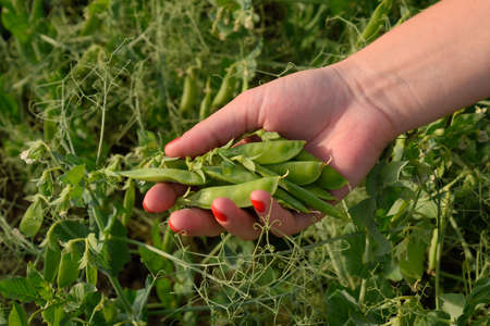 Pea pods in a woman's hand. Green peas in the field. Pods of green peas.