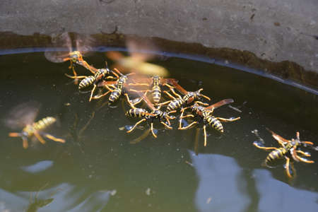 Wasps drink water from the pan, swim on the surface of the water, do not sink.の写真素材