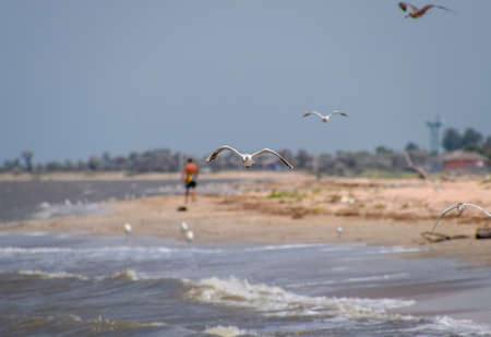 A man walking away along the seashore and seagulls flying near the shore.の写真素材