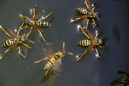 Wasps drink water from the pan, swim on the surface of the water, do not sink.の写真素材
