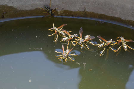 Wasps drink water from the pan, swim on the surface of the water, do not sink.の写真素材