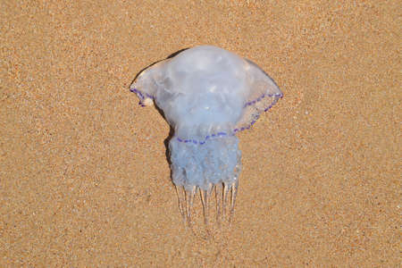 Jellyfish Rhizostoma root rope, thrown to the shore of the sea. Dead jellyfish