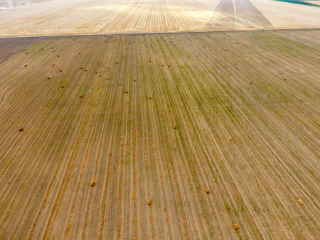 Bales of hay in the field. Harvesting hay for livestock feed. Landscape field with hay.
