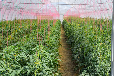 Tomatoes in the greenhouse. Tied tomatoes in the ranks of the greenhouse. Seedlings of tomato....