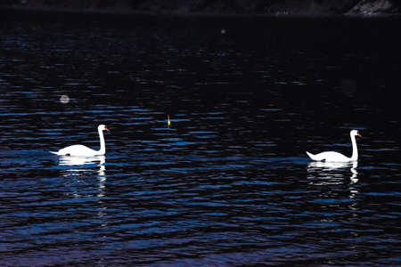 White swans swim in the lake at night. Night swansの写真素材