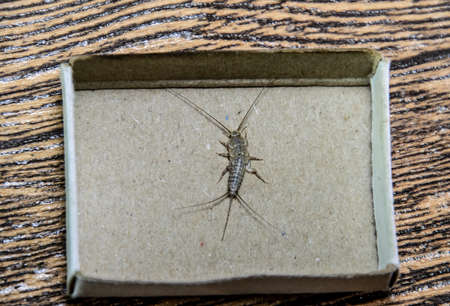Insect feeding on paper - silverfish. Pest books and newspapers. silverfish in a matchbox.