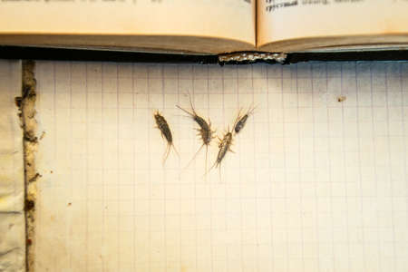 Insect feeding on paper - silverfish. Pest books and newspapers. silverfish of several pieces near...
